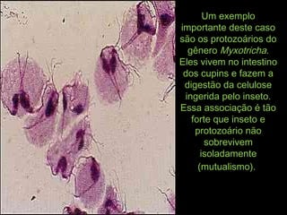 Um exemploUm exemplo
importante deste casoimportante deste caso
são os protozoários dosão os protozoários do
gênerogênero MyxotrichaMyxotricha..
Eles vivem no intestinoEles vivem no intestino
dos cupins e fazem ados cupins e fazem a
digestão da celulosedigestão da celulose
ingerida pelo inseto.ingerida pelo inseto.
Essa associação é tãoEssa associação é tão
forte que inseto eforte que inseto e
protozoário nãoprotozoário não
sobrevivemsobrevivem
isoladamenteisoladamente
(mutualismo).(mutualismo).
 