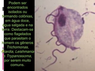 Podem serPodem ser
encontradosencontrados
isolados ouisolados ou
formando colônias,formando colônias,
em água doce,em água doce,
água salgada e naágua salgada e na
terra. Destacam-seterra. Destacam-se
como flageladoscomo flagelados
que parasitam oque parasitam o
homem os gêneroshomem os gêneros
Trichomonas,Trichomonas,
Giardia, LeishmaniaGiardia, Leishmania
ee TrypanossomaTrypanossoma,,
por serem muitopor serem muito
comuns.comuns.
 