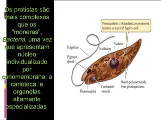 Os protistas sãoOs protistas são
mais complexosmais complexos
que osque os
"moneras","moneras",
BacteriaBacteria, uma vez, uma vez
que apresentamque apresentam
núcleonúcleo
individualizadoindividualizado
porpor
cariomembrana, acariomembrana, a
carioteca, ecarioteca, e
organelasorganelas
altamentealtamente
especializadasespecializadas
 