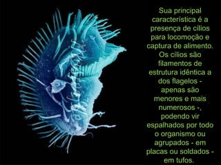 Sua principalSua principal
característica é acaracterística é a
presença de cíliospresença de cílios
para locomoção epara locomoção e
captura de alimento.captura de alimento.
Os cílios sãoOs cílios são
filamentos defilamentos de
estrutura idêntica aestrutura idêntica a
dos flagelos -dos flagelos -
apenas sãoapenas são
menores e maismenores e mais
numerosos -,numerosos -,
podendo virpodendo vir
espalhados por todoespalhados por todo
o organismo ouo organismo ou
agrupados - emagrupados - em
placas ou soldados -placas ou soldados -
em tufos.em tufos.
 