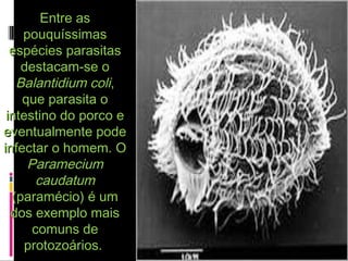 Entre asEntre as
pouquíssimaspouquíssimas
espécies parasitasespécies parasitas
destacam-se odestacam-se o
Balantidium coliBalantidium coli,,
que parasita oque parasita o
intestino do porco eintestino do porco e
eventualmente podeeventualmente pode
infectar o homem. Oinfectar o homem. O
ParameciumParamecium
caudatumcaudatum
(paramécio) é um(paramécio) é um
dos exemplo maisdos exemplo mais
comuns decomuns de
protozoários.protozoários.
 