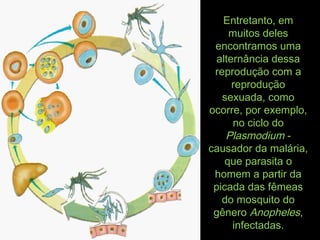 Entretanto, emEntretanto, em
muitos delesmuitos deles
encontramos umaencontramos uma
alternância dessaalternância dessa
reprodução com areprodução com a
reproduçãoreprodução
sexuada, comosexuada, como
ocorre, por exemplo,ocorre, por exemplo,
no ciclo dono ciclo do
PlasmodiumPlasmodium --
causador da malária,causador da malária,
que parasita oque parasita o
homem a partir dahomem a partir da
picada das fêmeaspicada das fêmeas
do mosquito dodo mosquito do
gênerogênero AnophelesAnopheles,,
infectadas.infectadas.
 