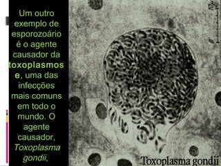 Um outroUm outro
exemplo deexemplo de
esporozoárioesporozoário
é o agenteé o agente
causador dacausador da
toxoplasmostoxoplasmos
ee, uma das, uma das
infecçõesinfecções
mais comunsmais comuns
em todo oem todo o
mundo. Omundo. O
agenteagente
causador,causador,
ToxoplasmaToxoplasma
gondiigondii,,
 