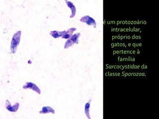 é um protozoário
intracelular,
próprio dos
gatos, e que
pertence à
família
Sarcocystidae da
classe Sporozoa.
 