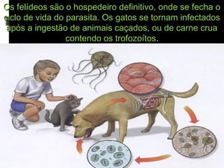 Os felídeos são o hospedeiro definitivo, onde se fecha oOs felídeos são o hospedeiro definitivo, onde se fecha o
ciclo de vida do parasita. Os gatos se tornam infectadosciclo de vida do parasita. Os gatos se tornam infectados
após a ingestão de animais caçados, ou de carne cruaapós a ingestão de animais caçados, ou de carne crua
contendo os trofozoítoscontendo os trofozoítos..
 