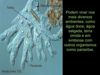 Podem viver nosPodem viver nos
mais diversosmais diversos
ambientes, comoambientes, como
água doce, águaágua doce, água
salgada, terrasalgada, terra
úmida e emúmida e em
simbiose comsimbiose com
outros organismosoutros organismos
como parasitas.como parasitas.
 