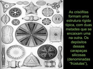 As crisófitasAs crisófitas
formam umaformam uma
estrutura rígidaestrutura rígida
típica, com duastípica, com duas
metades que semetades que se
encaixam umaencaixam uma
na outra. Osna outra. Os
depósitosdepósitos
dessasdessas
carapaçascarapaças
silicosassilicosas
(denominadas(denominadas
“frústulas”),“frústulas”),
 