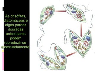 As crisófitas,As crisófitas,
diatomáceas ediatomáceas e
algas pardasalgas pardas
douradasdouradas
unicelularesunicelulares
podempodem
reproduzir-sereproduzir-se
assexuadamente.assexuadamente.
 