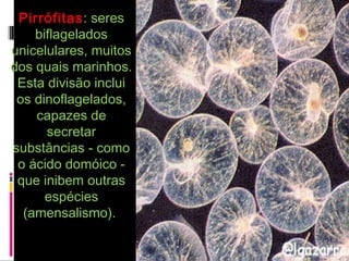 PirrófitasPirrófitas: seres: seres
biflageladosbiflagelados
unicelulares, muitosunicelulares, muitos
dos quais marinhos.dos quais marinhos.
Esta divisão incluiEsta divisão inclui
os dinoflagelados,os dinoflagelados,
capazes decapazes de
secretarsecretar
substâncias - comosubstâncias - como
o ácido domóico -o ácido domóico -
que inibem outrasque inibem outras
espéciesespécies
(amensalismo).(amensalismo).
 