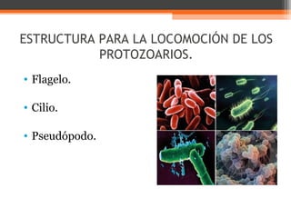 ESTRUCTURA PARA LA LOCOMOCIÓN DE LOS
PROTOZOARIOS.
• Flagelo.
• Cilio.
• Pseudópodo.

 