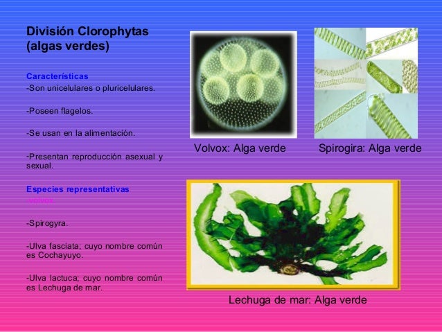 REINO PROTISTA