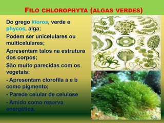 FILO CHLOROPHYTA (ALGAS VERDES)
Do grego kloros, verde e
phycos, alga;
Podem ser unicelulares ou
multicelulares;
Apresentam talos na estrutura
dos corpos;
São muito parecidas com os
vegetais:
- Apresentam clorofila a e b
como pigmento;
- Parede celular de celulose
- Amido como reserva
energética.

 