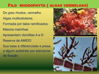 FILO

RHODOPHYTA

(

ALGAS VERMELHAS)

Do greo rhodos, vermelho
Algas multicelulares;
Formada por talos ramificados;
Maioria marinhas
Apresentam clorofilas A e D
Reserva de AMIDO
Sua base é diferenciada e presa
a algum substrato por estruturas
de fixação

 