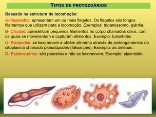 TIPOS DE PROTOZOÁRIOS
Baseado na estrutura de locomoção:
A-Flagelados: apresentam um ou mais flagelos. Os flagelos são longos
filamentos que utilizam para a locomoção. Exemplos: tripanossomo, giárdia.

B- Ciliados: apresentam pequenos filamentos no corpo chamados cílios, com
os quais se movimentam e capturam alimentos. Exemplo: balantídeo
C- Rizópodes: se locomovem e obtêm alimento através de prolongamentos do
citoplasma chamado pseudópodes (falsos pés). Exemplo: as amebas.
D- Esporozoários: são parasitas e não se locomovem. Exemplo: plasmódio.

 