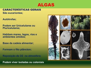 ALGAS
CARACTERÍSTICAS GERAIS
São eucariontes;
Autótrofas;
Podem ser Unicelulares ou
Pluricelulares;
Habitam mares, lagos, rios e
ambientes úmidos;
Base da cadeia alimentar;
Formam o fito plâncton;
Reposição de O2 na atmosfera;
Podem viver isoladas ou coloniais.

 