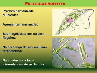 FILO EUGLENOPHYTA
Predominantemente
dulcícolas
Apresentam um núcleo
São flageladas: um ou dois
flagelos;

Na presença de luz- realizam
fotossíntese;
Na ausência de luz –
alimentam-se de partículas

 
