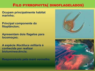 FILO

PYRROPHYTA( DINOFLAGELADOS)

Ocupam principalmente habitat
marinho;
Principal componente do
fitoplâncton;
Apresentam dois flagelos para
locomoçao;
A espécie Noctiluca milliaris é
conhecida por realizar
bioluminescência;

Responsáveis pela maré vermelha.

 