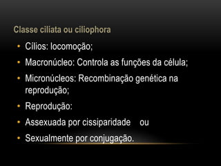 • Cílios: locomoção; 
• Macronúcleo: Controla as funções da célula; 
• Micronúcleos: Recombinação genética na 
reprodução; 
• Reprodução: 
• Assexuada por cissiparidade ou 
• Sexualmente por conjugação. 
 