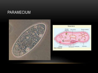 PARAMECIUM 
 