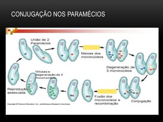CONJUGAÇÃO NOS PARAMÉCIOS 
 