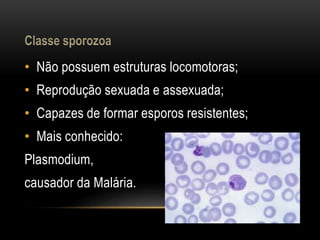 • Não possuem estruturas locomotoras; 
• Reprodução sexuada e assexuada; 
• Capazes de formar esporos resistentes; 
• Mais conhecido: 
Plasmodium, 
causador da Malária. 
 