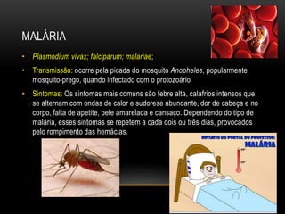 MALÁRIA 
• Plasmodium vivax; falciparum; malariae; 
• Transmissão: ocorre pela picada do mosquito Anopheles, popularmente 
mosquito-prego, quando infectado com o protozoário 
• Sintomas: Os sintomas mais comuns são febre alta, calafrios intensos que 
se alternam com ondas de calor e sudorese abundante, dor de cabeça e no 
corpo, falta de apetite, pele amarelada e cansaço. Dependendo do tipo de 
malária, esses sintomas se repetem a cada dois ou três dias, provocados 
pelo rompimento das hemácias. 
 