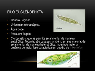 FILO EUGLENOPHYTA 
• Gênero Euglena. 
• Unicelular microscópica. 
• Água doce. 
• Possuem flagelo. 
• Cloroplastos, que as permite se alimentar de maneira 
autotrófica. Todavia, são capazes também, em sua maioria, de 
se alimentar de maneira heterotrófica, ingerindo matéria 
orgânica do meio. Isso caracteriza um quadro de mixotrofia. 
 