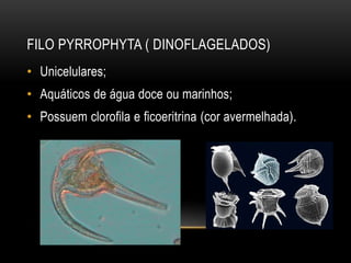 FILO PYRROPHYTA ( DINOFLAGELADOS) 
• Unicelulares; 
• Aquáticos de água doce ou marinhos; 
• Possuem clorofila e ficoeritrina (cor avermelhada). 
 