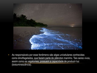 • As responsáveis por esse fenômeno são algas unicelulares conhecidas 
como dinoflagelados, que fazem parte do plâncton marinho. Tais seres vivos, 
assim como os vagalumes, possuem a capacidade de produzir luz 
(bioluminescência). 
 