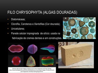 FILO CHRYSOPHYTA (ALGAS DOURADAS) 
• Diatomáceas; 
• Clorofila, Carotenos e Xantofilas (Cor dourada); 
• Unicelulares; 
• Parede celular impregnada de silício: usada na 
fabricação de cremes dentais e em construções. 
 