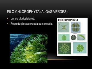 FILO CHLOROPHYTA (ALGAS VERDES) 
• Uni ou pluricelulares. 
• Reprodução assexuada ou sexuada. 
 