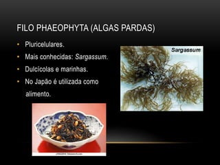 FILO PHAEOPHYTA (ALGAS PARDAS) 
• Pluricelulares. 
• Mais conhecidas: Sargassum. 
• Dulcícolas e marinhas. 
• No Japão é utilizada como 
alimento. 
 