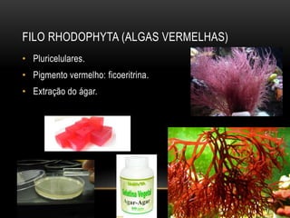 FILO RHODOPHYTA (ALGAS VERMELHAS) 
• Pluricelulares. 
• Pigmento vermelho: ficoeritrina. 
• Extração do ágar. 
 