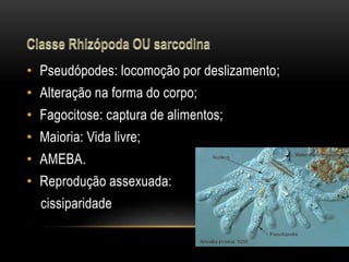 • Pseudópodes: locomoção por deslizamento; 
• Alteração na forma do corpo; 
• Fagocitose: captura de alimentos; 
• Maioria: Vida livre; 
• AMEBA. 
• Reprodução assexuada: 
cissiparidade 
 