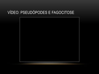 VÍDEO: PSEUDÓPODES E FAGOCITOSE 
 