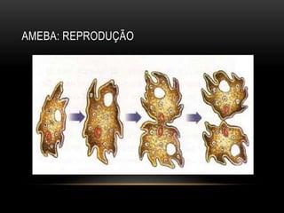 AMEBA: REPRODUÇÃO 
 