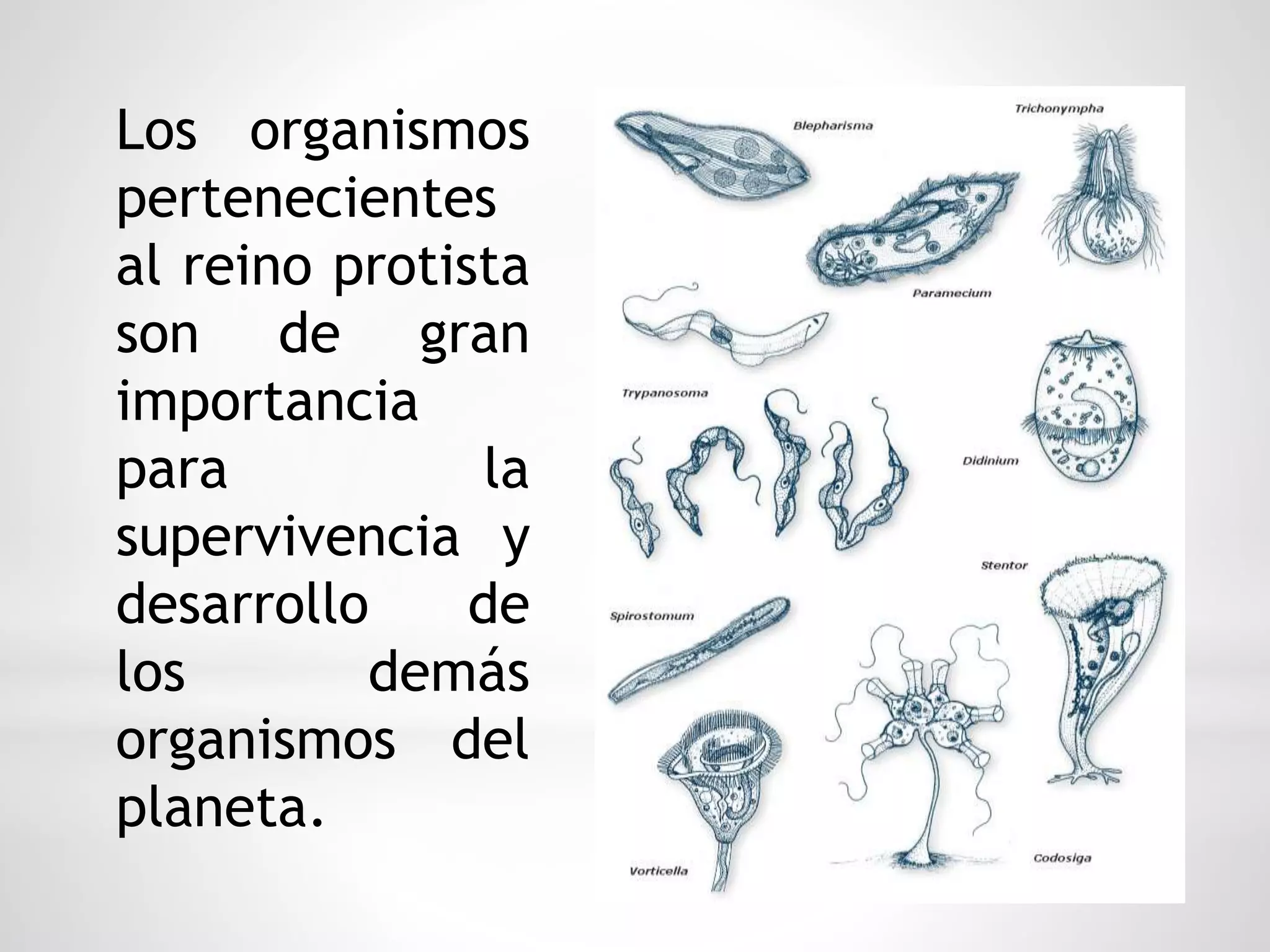 Reino protista | PPTX