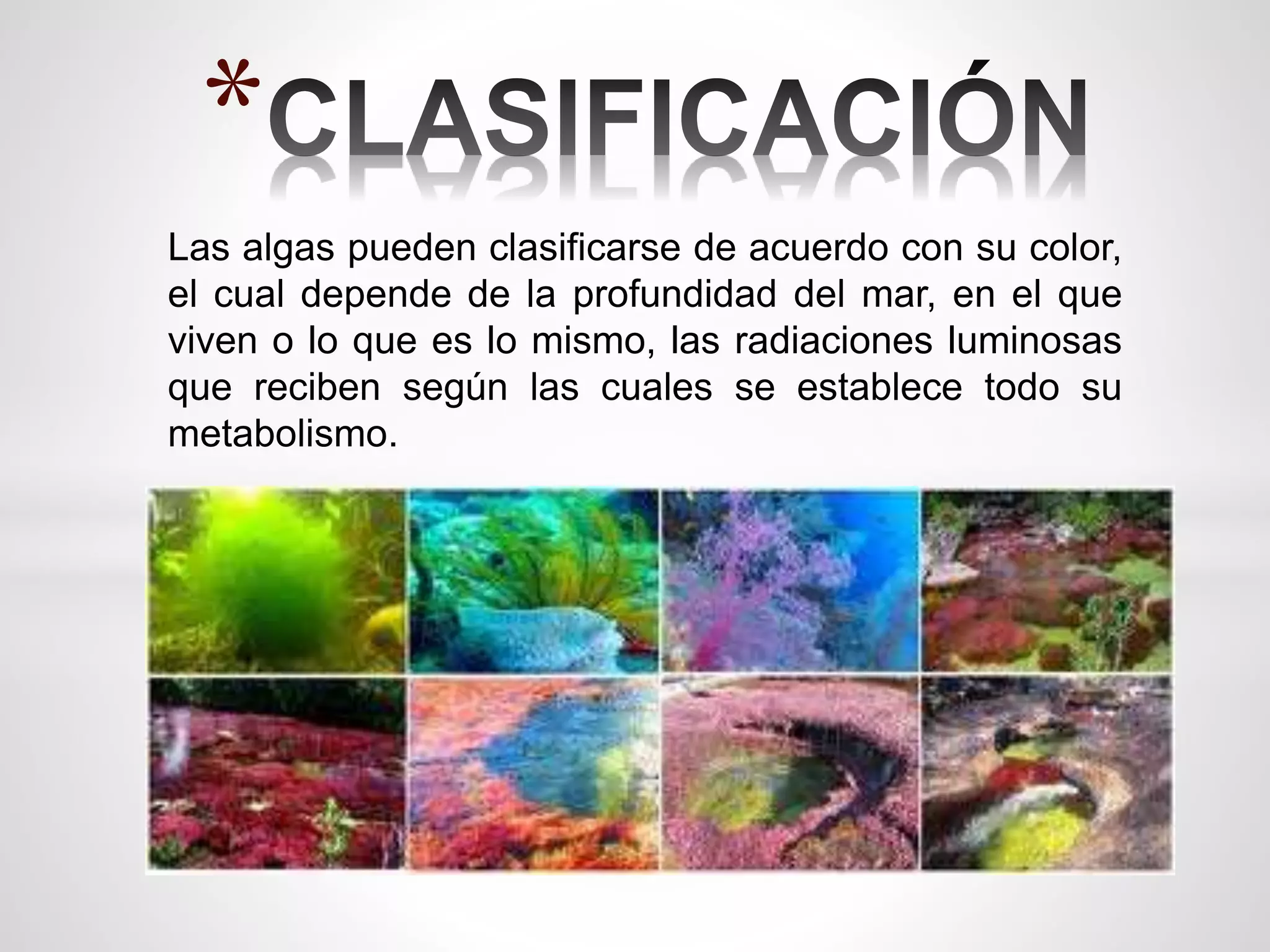 Reino protista | PPTX