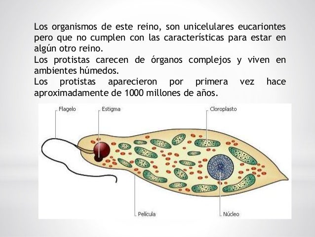 Reino protista