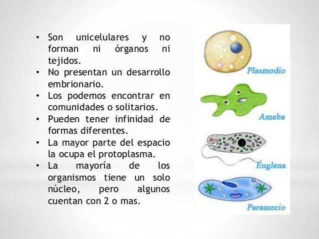 REINO PROTISTA Ciencias Naturales Reinos