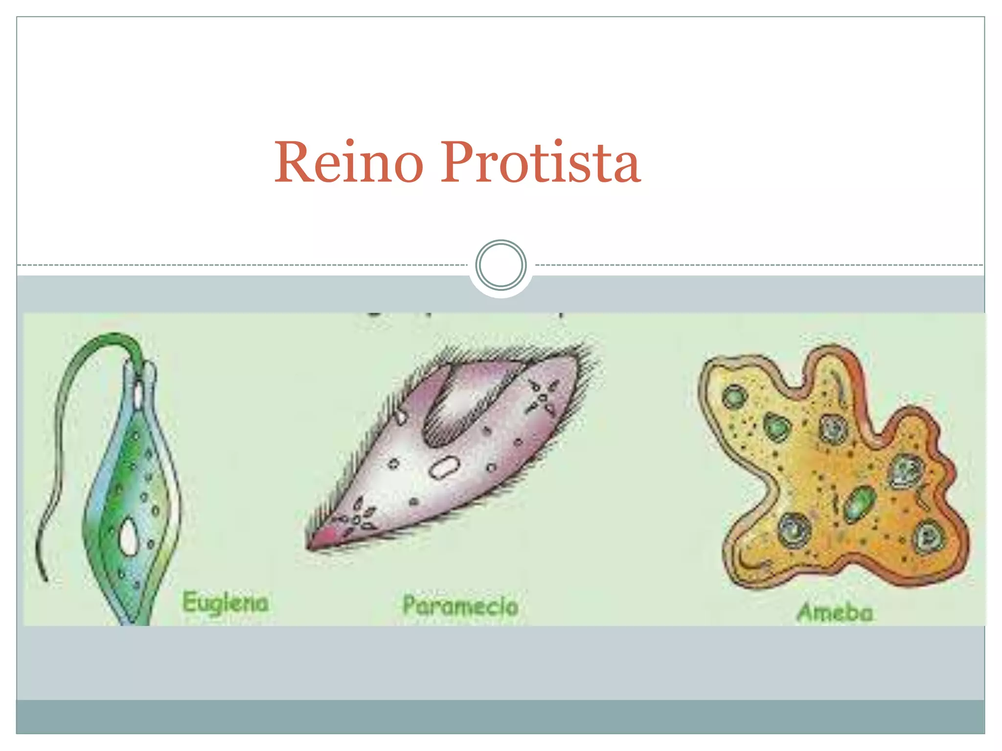 Reino protista | PPTX