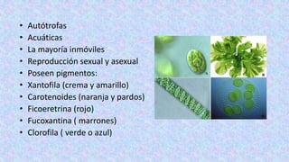 • Autótrofas
• Acuáticas
• La mayoría inmóviles
• Reproducción sexual y asexual
• Poseen pigmentos:
• Xantofila (crema y a...