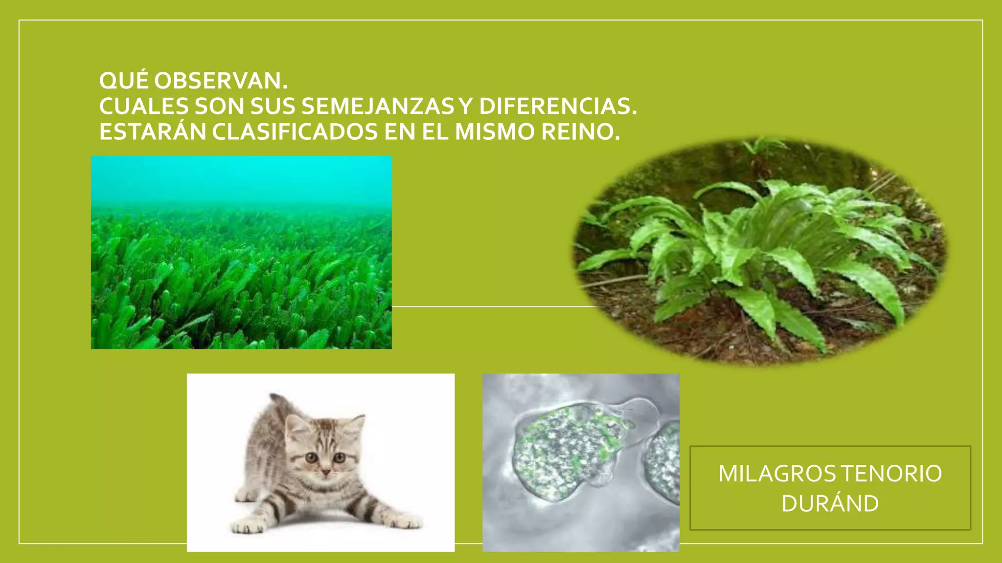 Reino protista | PPTX