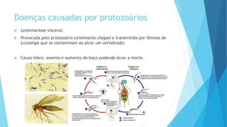 Doenças causadas por protozoários
 Leishmaniose visceral:
 Provocada pelo protozoário Leishmania chagasi e transmitida por fêmeas de
Lutzomya que se contaminam ao picar um vertebrado;
 Causa febre, anemia e aumento do baço podendo levar a morte.
 