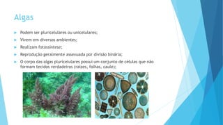 Algas
 Podem ser pluricelulares ou unicelulares;
 Vivem em diversos ambientes;
 Realizam fotossíntese;
 Reprodução geralmente assexuada por divisão binária;
 O corpo das algas pluricelulares possui um conjunto de células que não
formam tecidos verdadeiros (raízes, folhas, caule);
 
