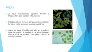 Algas
 As algas microscópicas aquáticas formam o
fitoplâncton, pois realizam fotossíntese;
 O zooplâncton é formado por pequenos crustáceos,
larvas de vários animais e outros protozoários;
 Assim as algas (fitoplâncton) são as produtoras
(base da cadeia) , o zooplancton se alimenta dessas
algas e serve de alimento para peixes maiores e
assim por diante;
 