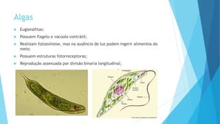Algas
 Euglenófitas:
 Possuem flagelo e vacúolo contrátil;
 Realizam fotossíntese, mas na ausência de luz podem ingerir alimentos do
meio;
 Possuem estruturas fotorreceptoras;
 Reprodução assexuada por divisão binaria longitudinal;
 