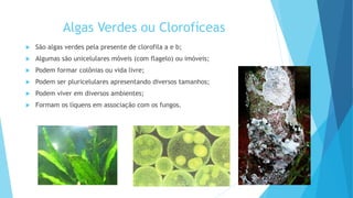 Algas Verdes ou Clorofíceas
 São algas verdes pela presente de clorofila a e b;
 Algumas são unicelulares móveis (com flagelo) ou imóveis;
 Podem formar colônias ou vida livre;
 Podem ser pluricelulares apresentando diversos tamanhos;
 Podem viver em diversos ambientes;
 Formam os líquens em associação com os fungos.
 