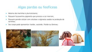 Algas pardas ou feofíceas
 Maioria são marinhas e pluricelulares;
 Possuem fucoxantina pigmento que provoca a cor marrom;
 Possuem parede celular com celulose e alginatos usados na produção de
sorvetes;
 Seu corpo pode apresentar rizoide, cauloide, filoide ou lâminas;
 