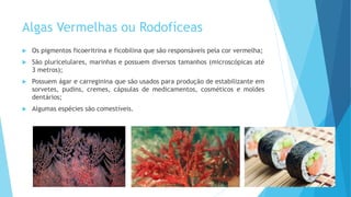 Algas Vermelhas ou Rodofíceas
 Os pigmentos ficoeritrina e ficobilina que são responsáveis pela cor vermelha;
 São pluricelulares, marinhas e possuem diversos tamanhos (microscópicas até
3 metros);
 Possuem ágar e carreginina que são usados para produção de estabilizante em
sorvetes, pudins, cremes, cápsulas de medicamentos, cosméticos e moldes
dentários;
 Algumas espécies são comestíveis.
 